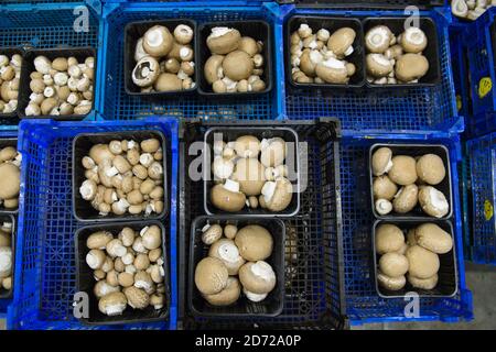 Champignons emballés sur le domaine de Waitrose Leckford dans le Hampshire. La ferme récolte typiquement plus de 25 tonnes de champignons par semaine, qui sont cueillis et emballés sur place avant d'être distribués aux supermarchés de Waitrose à travers le pays. Date de la photo: Jeudi 6 avril 2017. Le crédit photo devrait se lire: Matt Crossick/Empics Entertainment. Le domaine de Leckford est une ferme de 4000 hectares, détenue et gérée par Waitrose, et produit pour ses magasins au Royaume-Uni et pour l'exportation vers 56 pays. Banque D'Images