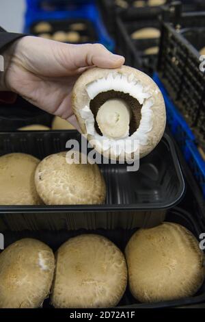 Les champignons sont cueillis sur le domaine de Waitrose Leckford dans le Hampshire. La ferme récolte typiquement plus de 25 tonnes de champignons par semaine, qui sont cueillis et emballés sur place avant d'être distribués aux supermarchés de Waitrose à travers le pays. Date de la photo: Jeudi 6 avril 2017. Le crédit photo devrait se lire: Matt Crossick/Empics Entertainment. Le domaine de Leckford est une ferme de 4000 hectares, détenue et gérée par Waitrose, et produit pour ses magasins au Royaume-Uni et pour l'exportation vers 56 pays. Banque D'Images