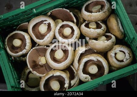 Les champignons sont cueillis sur le domaine de Waitrose Leckford dans le Hampshire. La ferme récolte typiquement plus de 25 tonnes de champignons par semaine, qui sont cueillis et emballés sur place avant d'être distribués aux supermarchés de Waitrose à travers le pays. Date de la photo: Jeudi 6 avril 2017. Le crédit photo devrait se lire: Matt Crossick/Empics Entertainment. Le domaine de Leckford est une ferme de 4000 hectares, détenue et gérée par Waitrose, et produit pour ses magasins au Royaume-Uni et pour l'exportation vers 56 pays. Banque D'Images