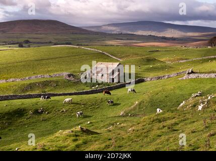 Le bétail se brouge à côté d'une grange traditionnelle en pierre à Upper Ribblesdale, près de Horton-in-Ribblesdale, dans le parc national de Yorkshire Dales, au Royaume-Uni. Banque D'Images