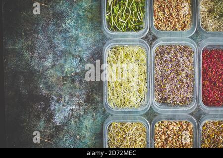 Ensemble de récipients avec des pousses micro-vertes de type varoius. Jeunes pousses d'oignons, de basilic, de pois Banque D'Images
