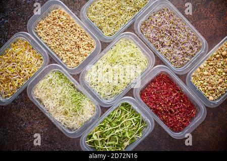 Ensemble de récipients avec des pousses micro-vertes de type varoius. Jeunes pousses d'oignons, de basilic, de pois Banque D'Images