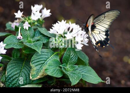 Butterlfies à l'exposition sensationnelle Butterflies, au musée d'Histoire naturelle de Londres. L'exposition se tiendra du 29 mars au 16 septembre. Date de la photo: Mardi 28 mars 2018. Le crédit photo devrait se lire: Matt Crossick/ EMPICS Entertainment. Banque D'Images