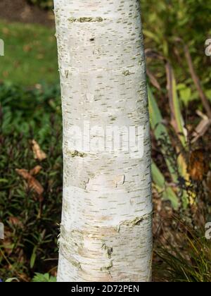 L'écorce blanche avec des marques sombres de Betula ermanii - Bouleau d'Ermans Banque D'Images