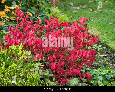 Une seule plante de l'euonymus caduque nain, Euonymus alatus 'Compactus, montrant le feuillage d'automne rouge flamboyant Banque D'Images