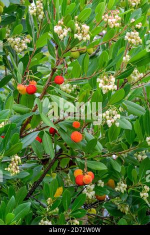 Baies sur Arbutus unedo, arbre à fraises, naturalisé, Nord de la Colombie-Britannique, Canada Banque D'Images