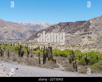 Vallée de la rivière Rio Pumamarca, affluent de la Quebrada de Humahuaca. Amérique du Sud, Argentine, novembre Banque D'Images