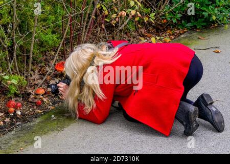 Femme en blouson rouge photographiant les champignons Amanita muscaria, champignons, automne Banque D'Images