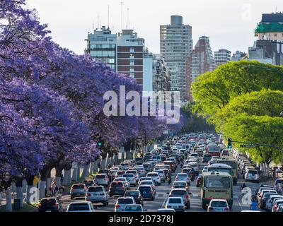 Jacaranda arbres sur l'Avenida Presc. Figueroa Alcorta à Recoleta. Buenos Aires, la capitale de l'Argentine. Amérique du Sud, Argentine, novembre Banque D'Images