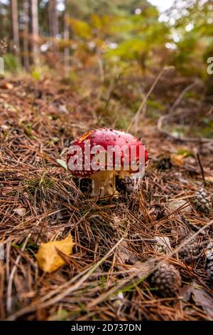 Champignon rouge. Forêt d'automne: Amanita muscaria, communément connu sous le nom de la mouche agaric ou la mouche amanita. New Forest, Hampshire, Royaume-Uni. Banque D'Images