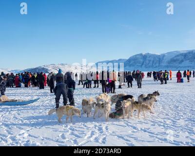 Course de chiens de traîneau sur le fjord gelé, Saatut près d'Uummannaq. Après la course . Qualificatifs pour les championnats de greelandic 2018. Amérique, Amérique du Nord, Greenla Banque D'Images
