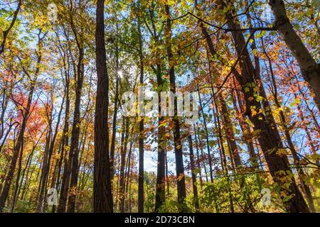 Magnifique paysage d'automne dans une forêt dans le parc national de Cuyahoga Valley, Ohio, États-Unis Banque D'Images