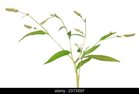 Persicaria maculosa (Polygonum persicaria) fleurs isolées sur fond blanc Banque D'Images