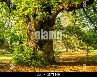 Impressionnant et magnifique châtaignier ancien en plein soleil d'automne dans l'arboretum du Yorkshire, dans le North Yorkshire, en Angleterre Banque D'Images