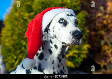 Chien dalmatien dans un chapeau de père Noël. Dalmate avec hétérochromie des yeux. Portrait extérieur d'un chien de race. Un chien de couleur marbrée. Joyeux Noël et Bonne Année. Banque D'Images