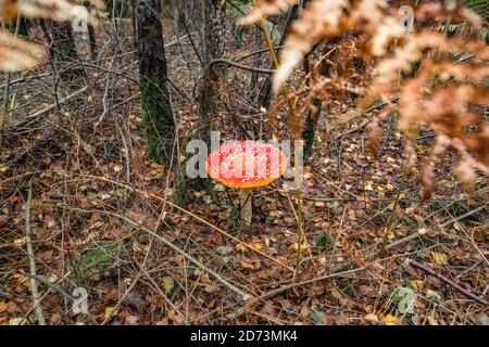 Champignon rouge. Forêt d'automne: Amanita muscaria, communément connu sous le nom de la mouche agaric ou la mouche amanita. New Forest, Hampshire, Royaume-Uni. Banque D'Images