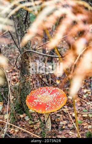 Champignon rouge. Forêt d'automne: Amanita muscaria, communément connu sous le nom de la mouche agaric ou la mouche amanita. New Forest, Hampshire, Royaume-Uni. Banque D'Images