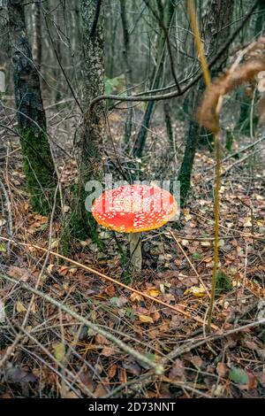 Champignon rouge. Forêt d'automne: Amanita muscaria, communément connu sous le nom de la mouche agaric ou la mouche amanita. New Forest, Hampshire, Royaume-Uni. Banque D'Images