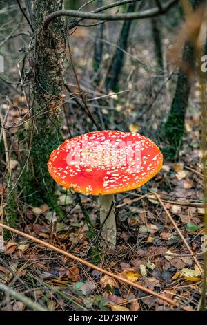 Champignon rouge. Forêt d'automne: Amanita muscaria, communément connu sous le nom de la mouche agaric ou la mouche amanita. New Forest, Hampshire, Royaume-Uni. Banque D'Images