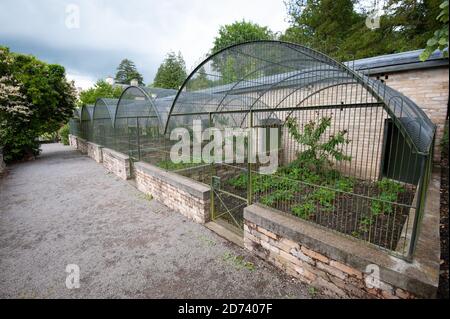 Aberglasney Gardens, Carnarthenshire, pays de Galles. Banque D'Images