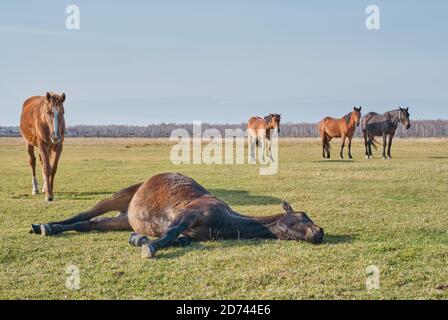 Le mignon cheval brun dort paisiblement sur son côté, allongé sur l'herbe, et ronflements. Un troupeau de chevaux se greffe dans un pâturage à la fin de l'automne. Copier l'espace Banque D'Images