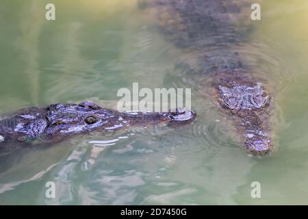 deux têtes d'alligators en gros plan Banque D'Images