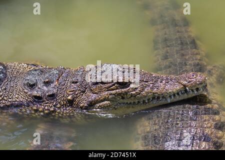 deux têtes d'alligators en gros plan Banque D'Images