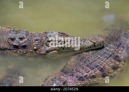 deux têtes d'alligators en gros plan Banque D'Images