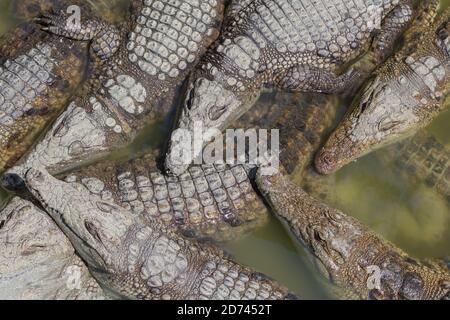 beaucoup de crocodiles dans l'eau verte Banque D'Images