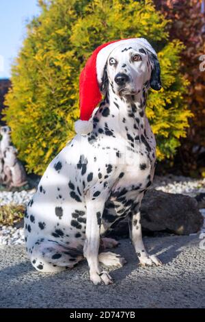 Chien dalmatien adulte dans un chapeau de père Noël. Dalmate avec hétérochromie des yeux. Portrait extérieur d'un chien de race. Un chien de couleur marbrée. Joyeux Noël et Bonne Année. Banque D'Images