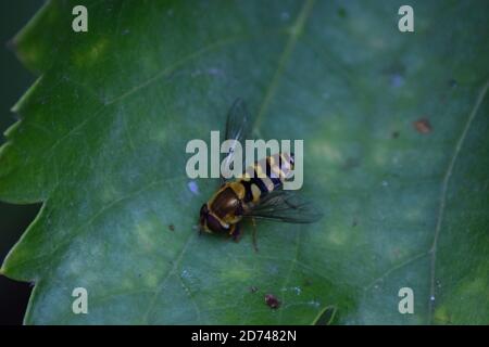 wasp prendre un repos Banque D'Images