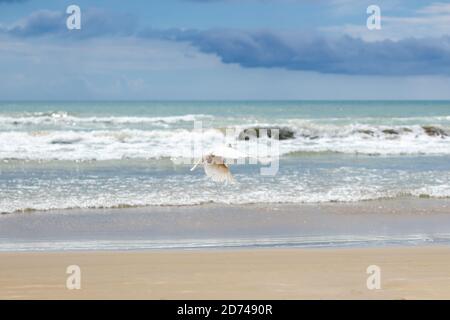 La mouette blanche survole une plage de sable Banque D'Images