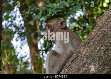 Un jeune singe est assis sur un arbre Banque D'Images