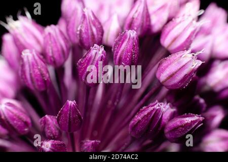 fleurs des oignons ronds sur fond noir Banque D'Images