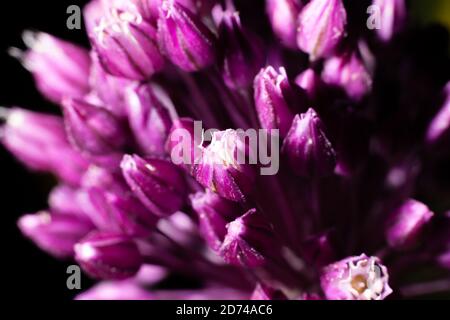 fleurs des oignons ronds sur fond noir Banque D'Images