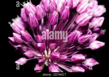 fleurs des oignons ronds sur fond noir Banque D'Images