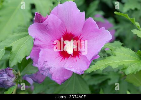 Fleurs d'hibiscus en gros plan syriennes Banque D'Images