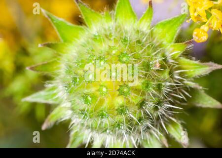 mammillaria cactus gros plan Banque D'Images