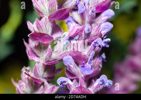 fleurs sauge magenta gros plan Banque D'Images