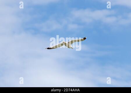 mouette blanche sur ciel bleu nuageux Banque D'Images