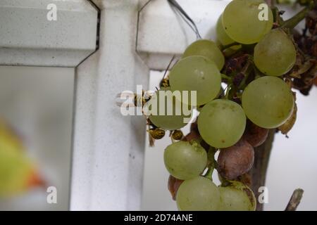 moraillez sur les raisins mûrs Banque D'Images