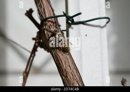 wasp prendre un repos Banque D'Images