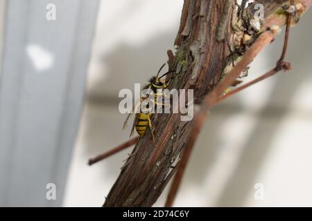wasp prendre un repos Banque D'Images