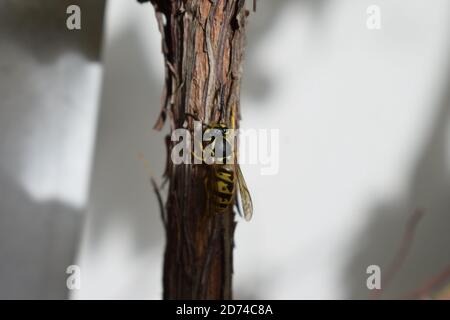 wasp prendre un repos Banque D'Images