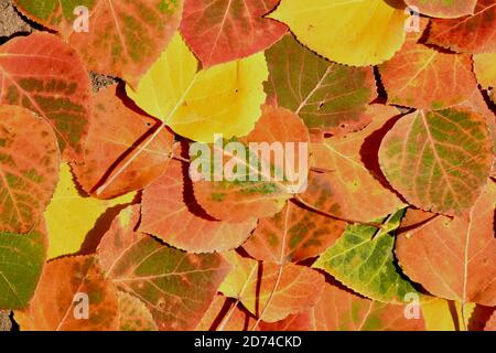 De belles feuilles d'automne colorées d'Aspen, ou de trembles de feuilles d'Aspen, qui sont tombées sur le fond de la forêt. Banque D'Images