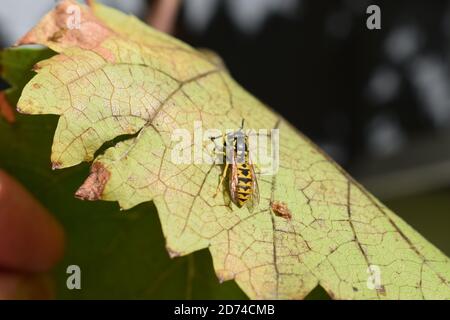 wasp prendre un repos Banque D'Images