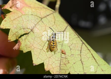 wasp prendre un repos Banque D'Images