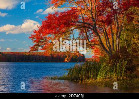 Brady's Lake, un lac récréatif sur les terres de jeux de l'État de Pennsylvanie, en automne dans les montagnes Pocono. Banque D'Images
