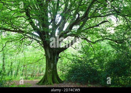 Alte Buche im Wald Cotentin Halbinsel Normandie. Banque D'Images