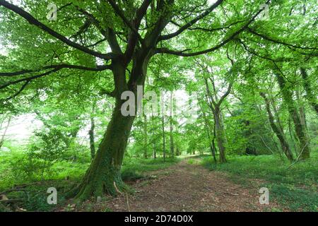 Alte Buche im Wald Cotentin Halbinsel Normandie. Banque D'Images